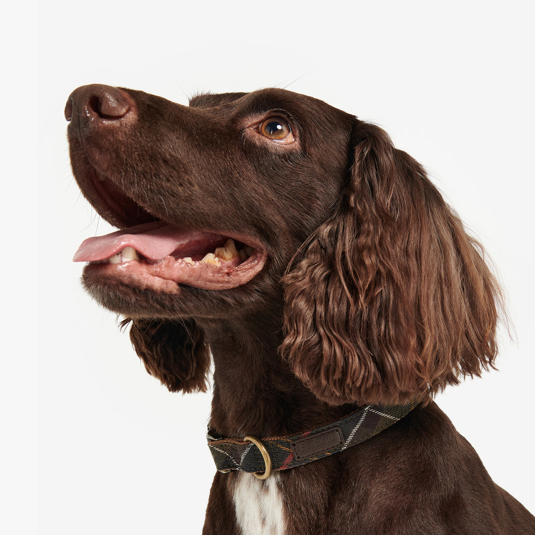 Barbour Classic Tartan Webbing Collar