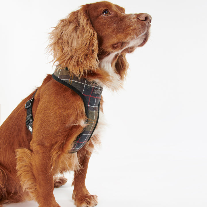 Barbour Tartan Dog Harness#Olive Check