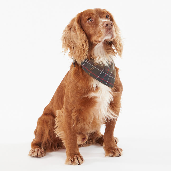 Barbour Tartan Bandana for Dogs#Green Check