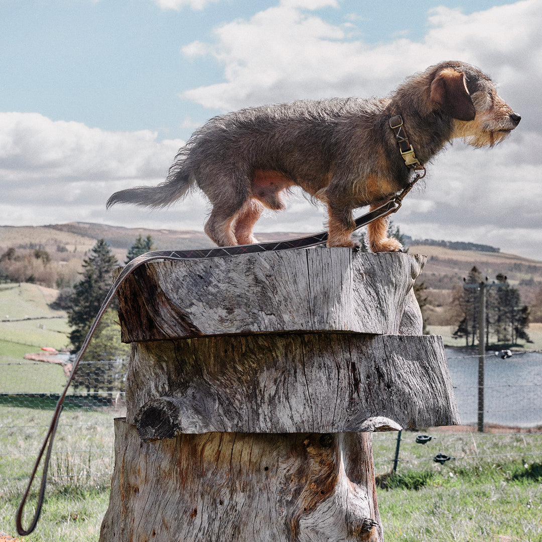 Barbour Reflective Tartan Dog Collar
