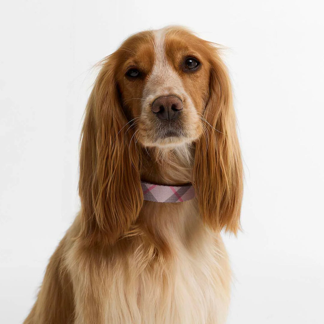 Barbour Tartan Printed Dog Collar