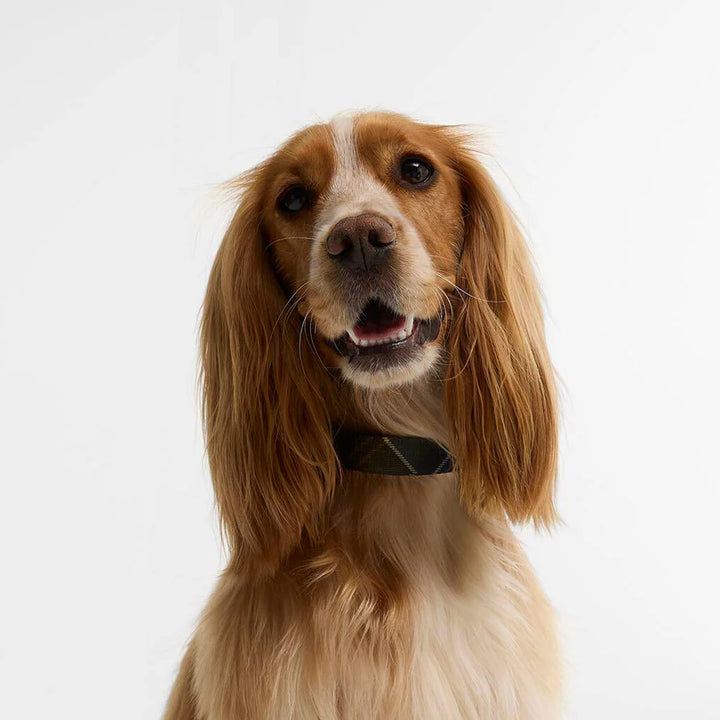 Barbour Tartan Printed Dog Collar