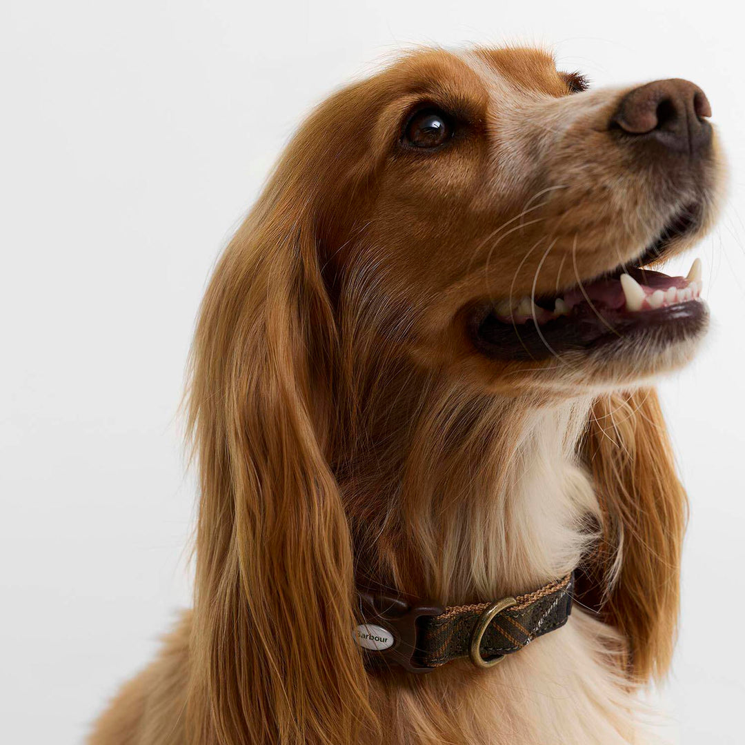 Barbour Tartan & Webbing Dog Collar