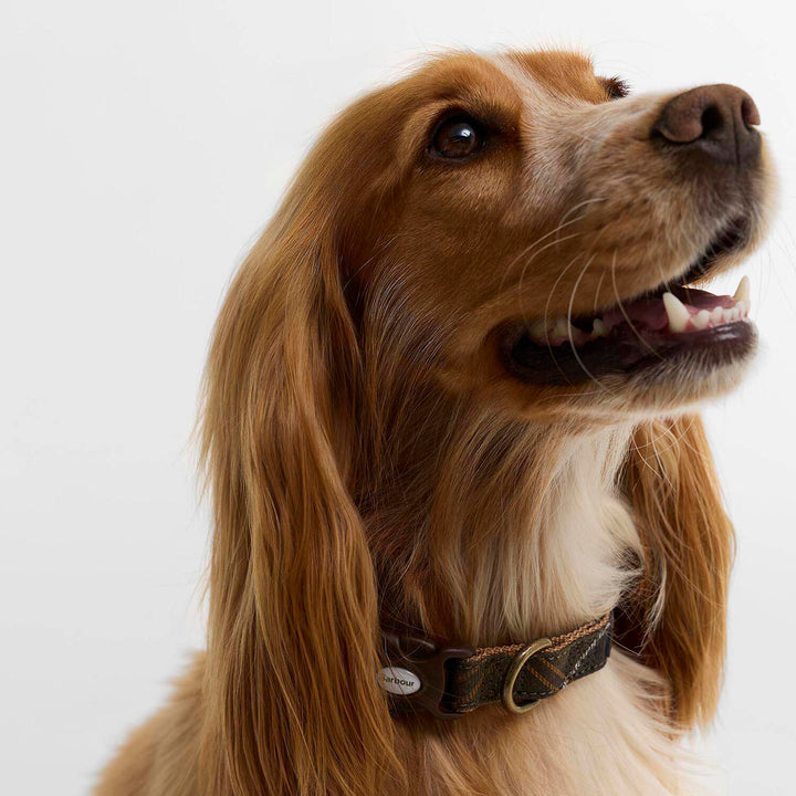 Barbour Tartan & Webbing Dog Collar