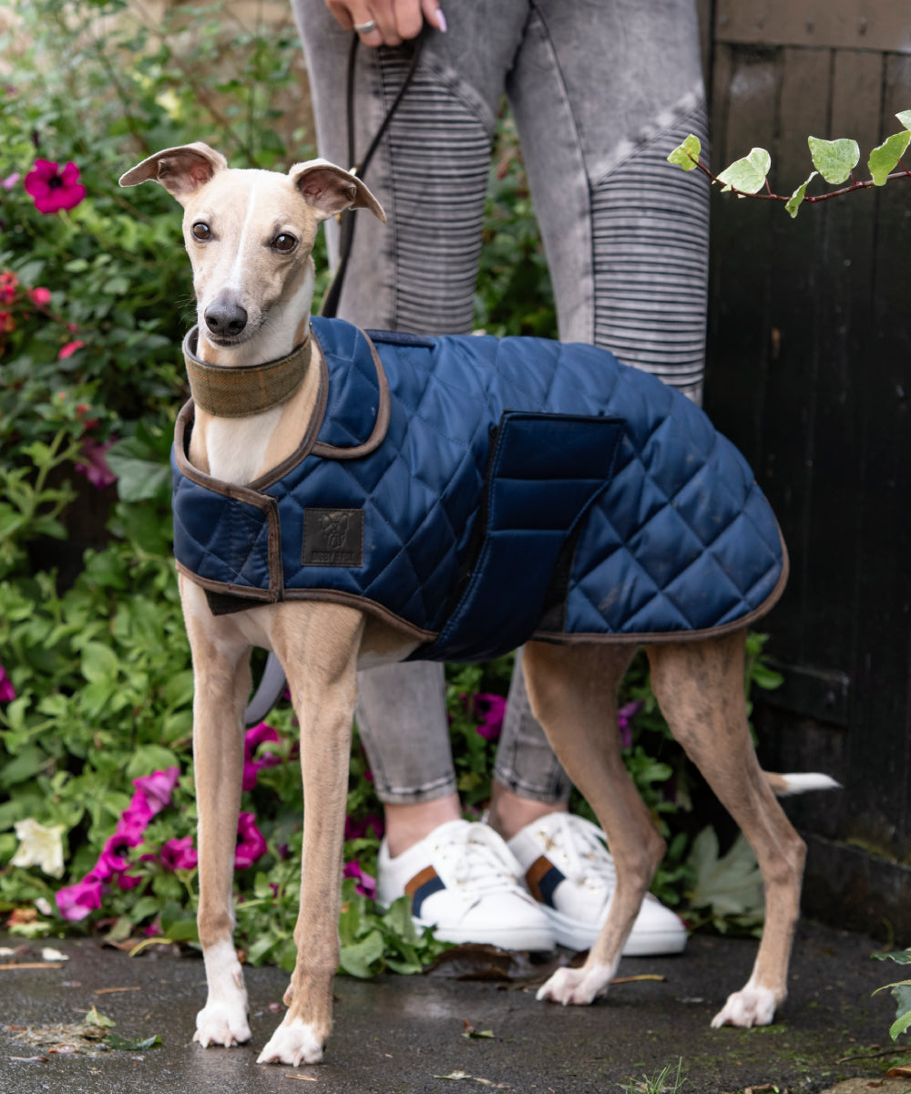 Greyhound dog outlet supplies