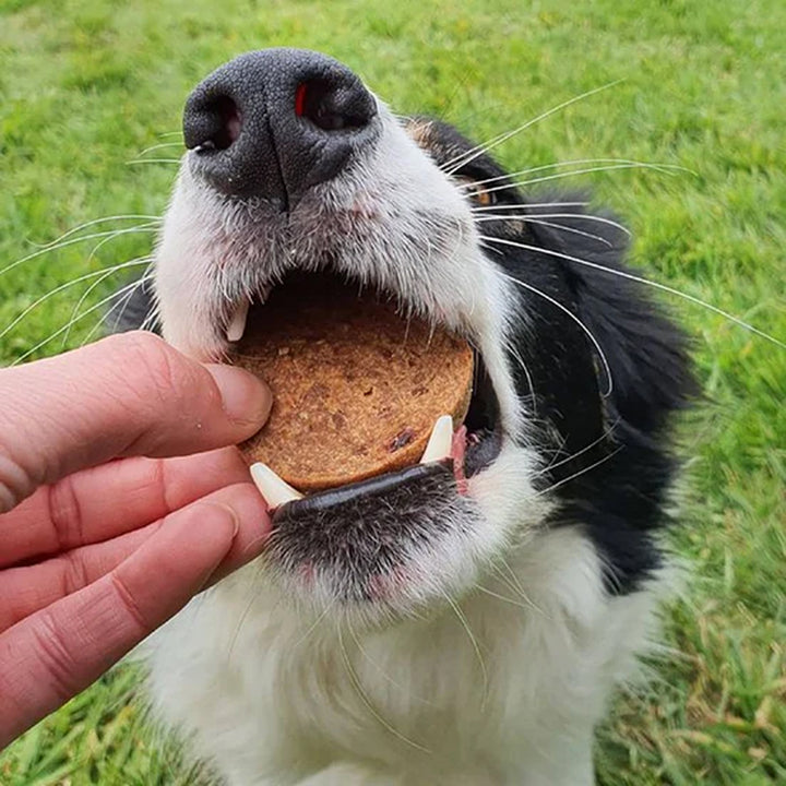 JR Pet Pure Salmon Coin