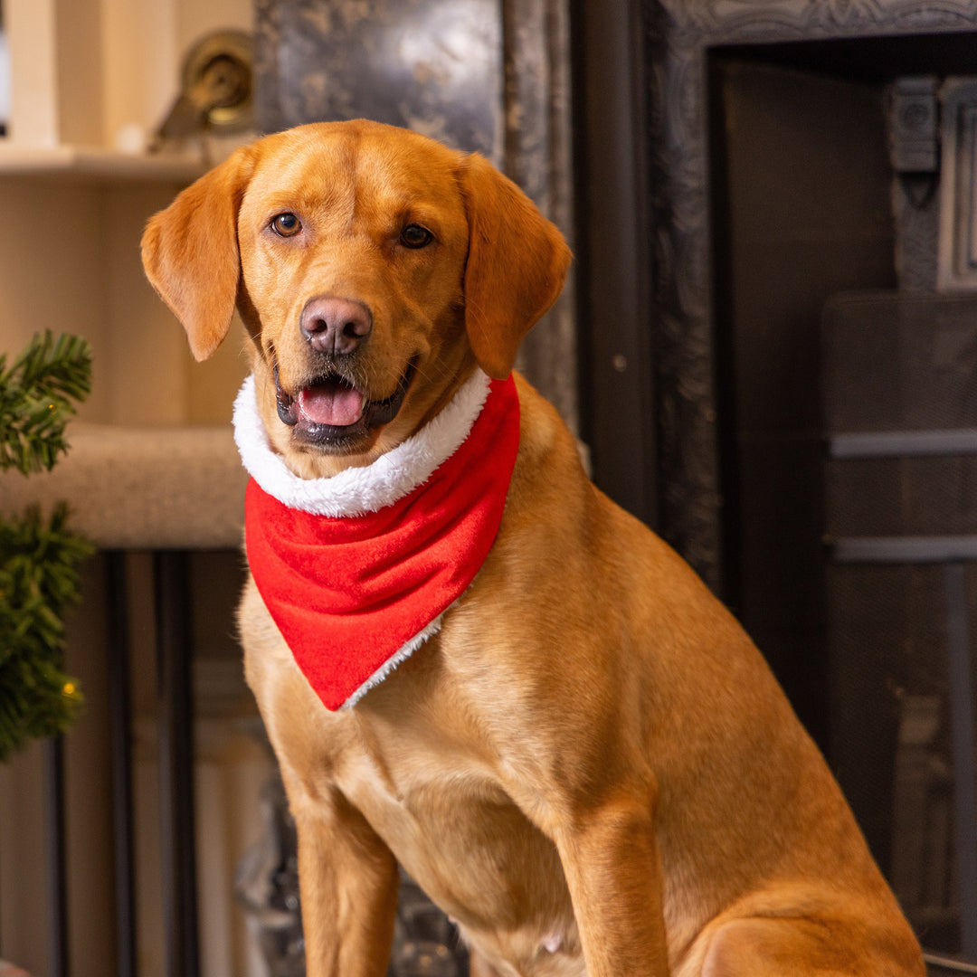House of Paws Christmas Santa Dog Bandana