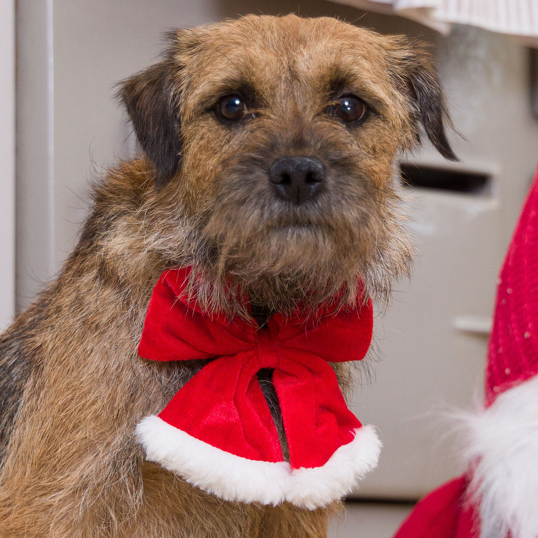House of Paws Santa Bow Tie