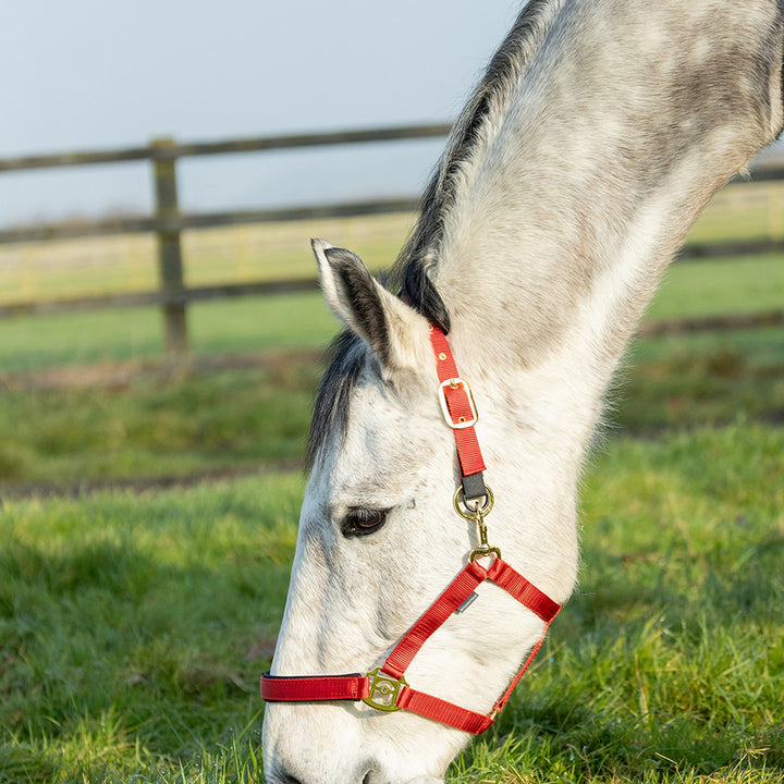 Hy Equestrian Fieldsafe Headcollar