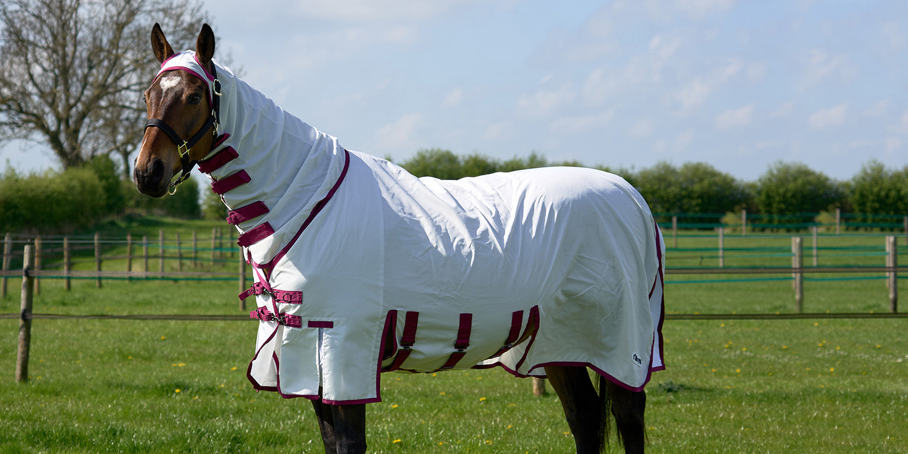 Horse in a field in the new Millbry Hill Sweet Itch rug