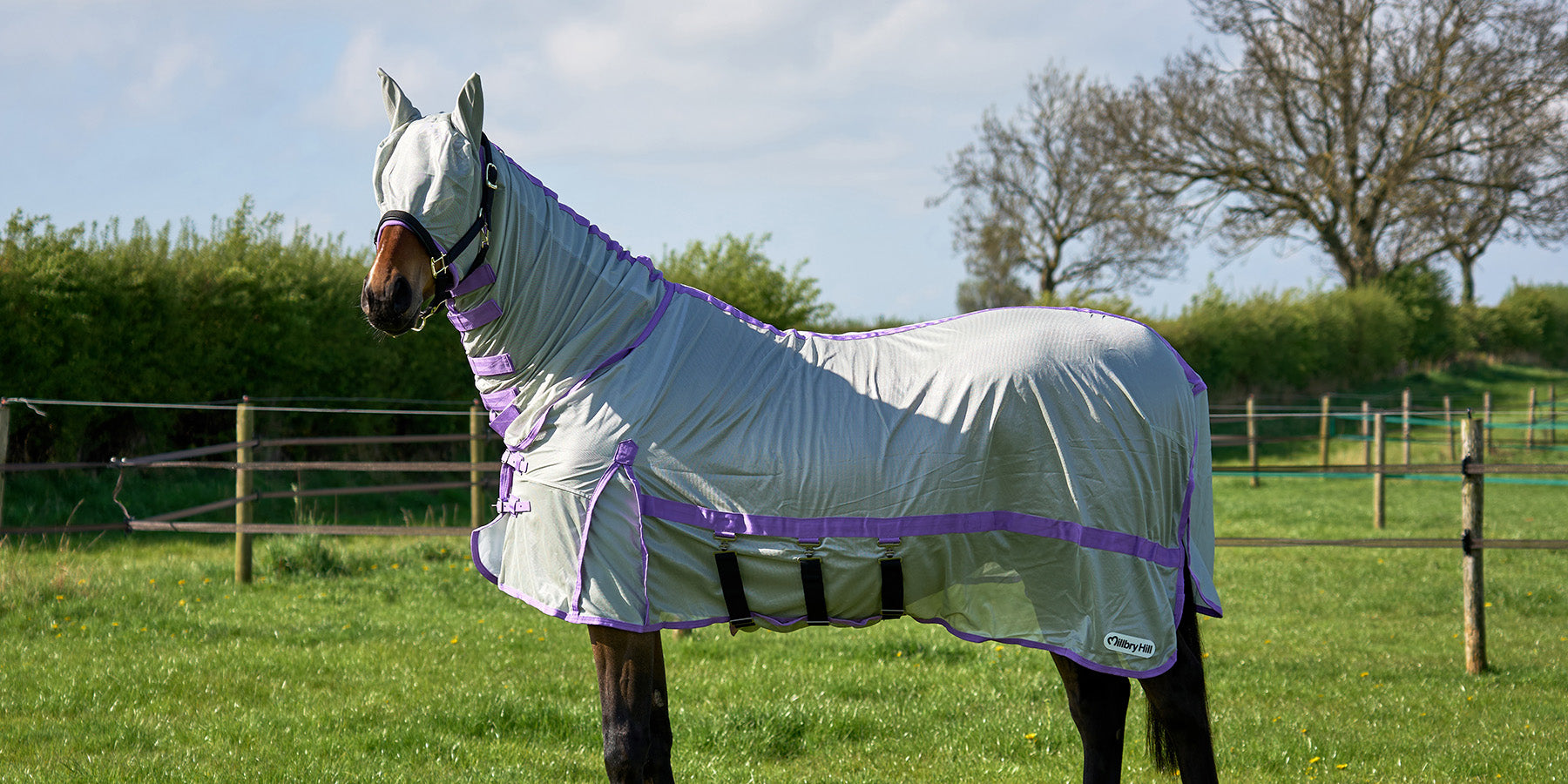 Horse in a field wearing the new Millbry Hill fly rug