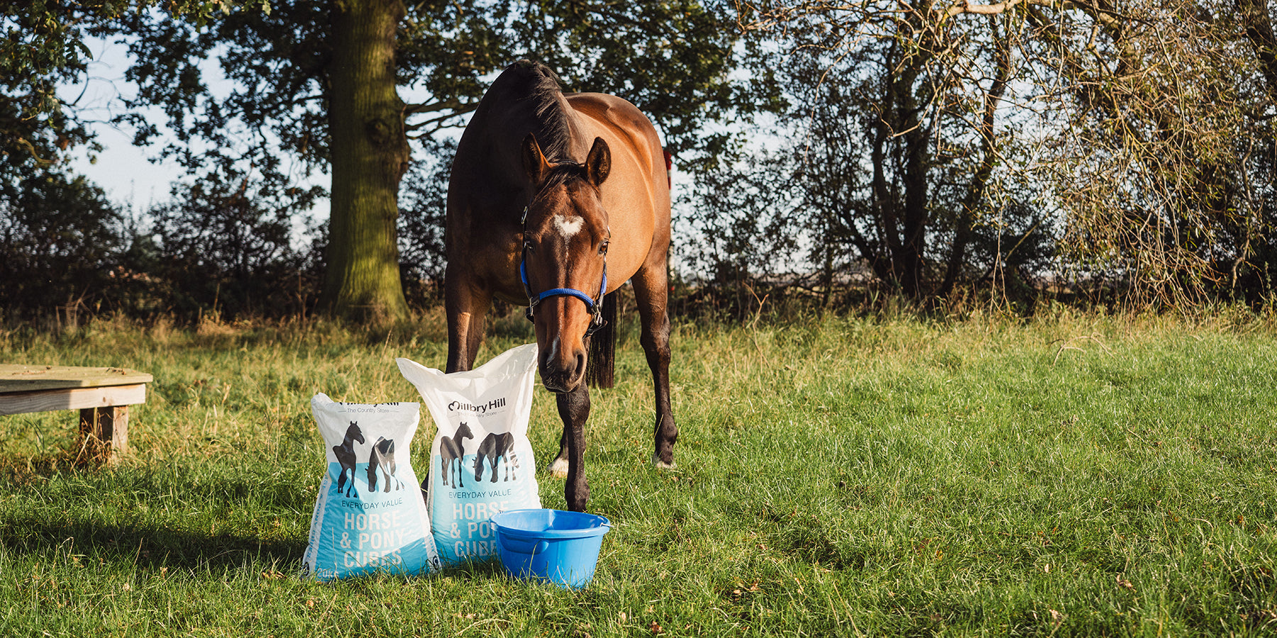 Horse in a field with Millbry Hill Horse & Pony Cubes