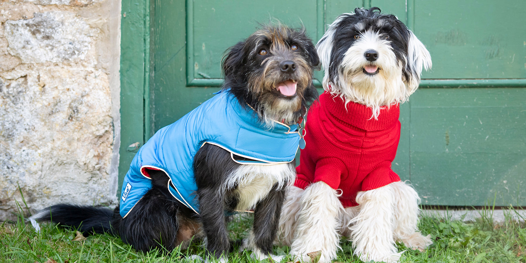 Two dogs wearing a coat and a jumper