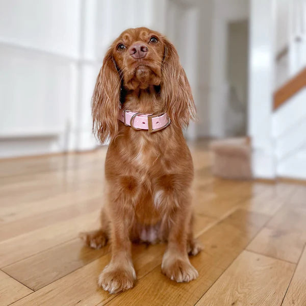 Woof & Snout Speckled Star Dog Collar