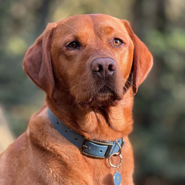 Woof & Snout Speckled Star Dog Collar