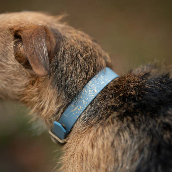 Woof & Snout Speckled Star Dog Collar