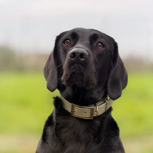 Woof & Snout Speckled Star Dog Collar