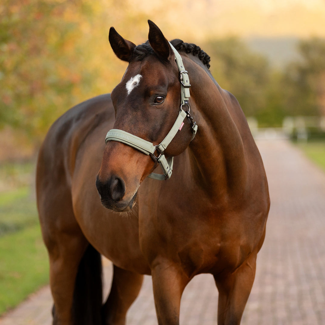 LeMieux Essence Headcollar - Rosemary