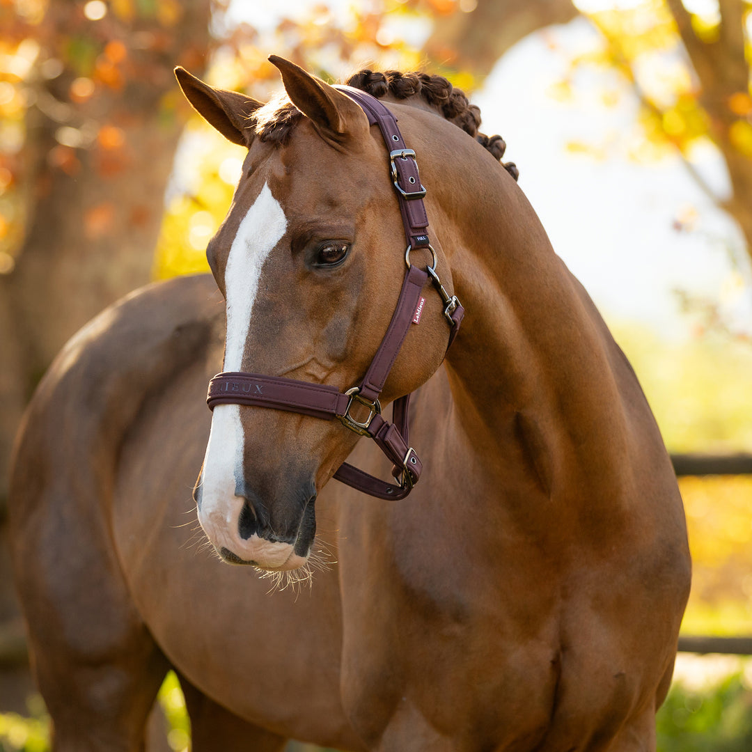 LeMieux Essence Headcollar - Damson