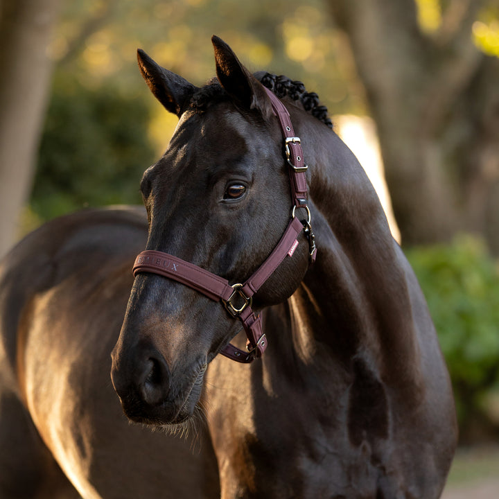 LeMieux Essence Headcollar - Damson