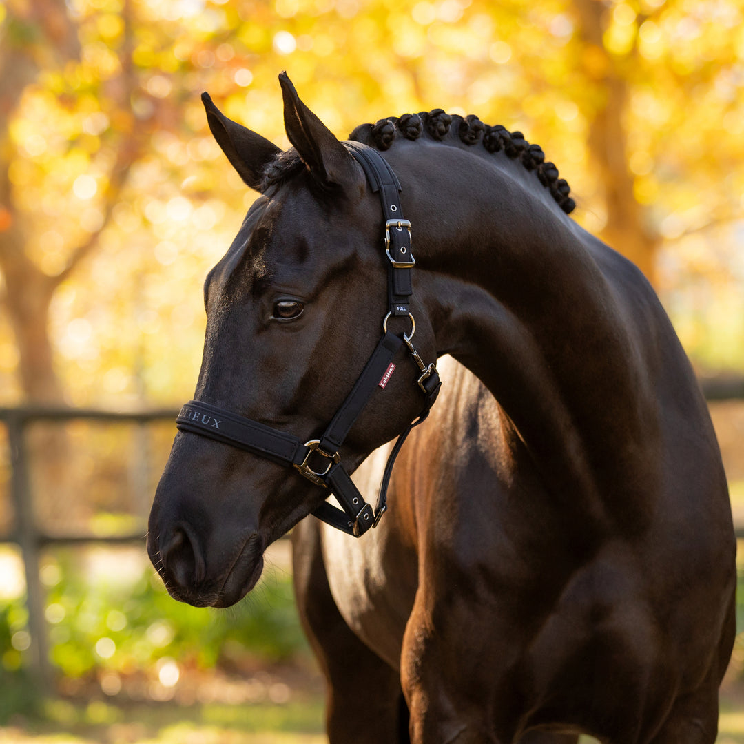 LeMieux Essence Headcollar