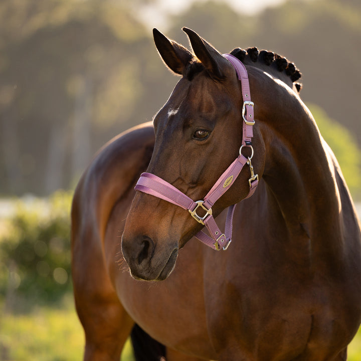 LeMieux Versailles Headcollar - Mallow