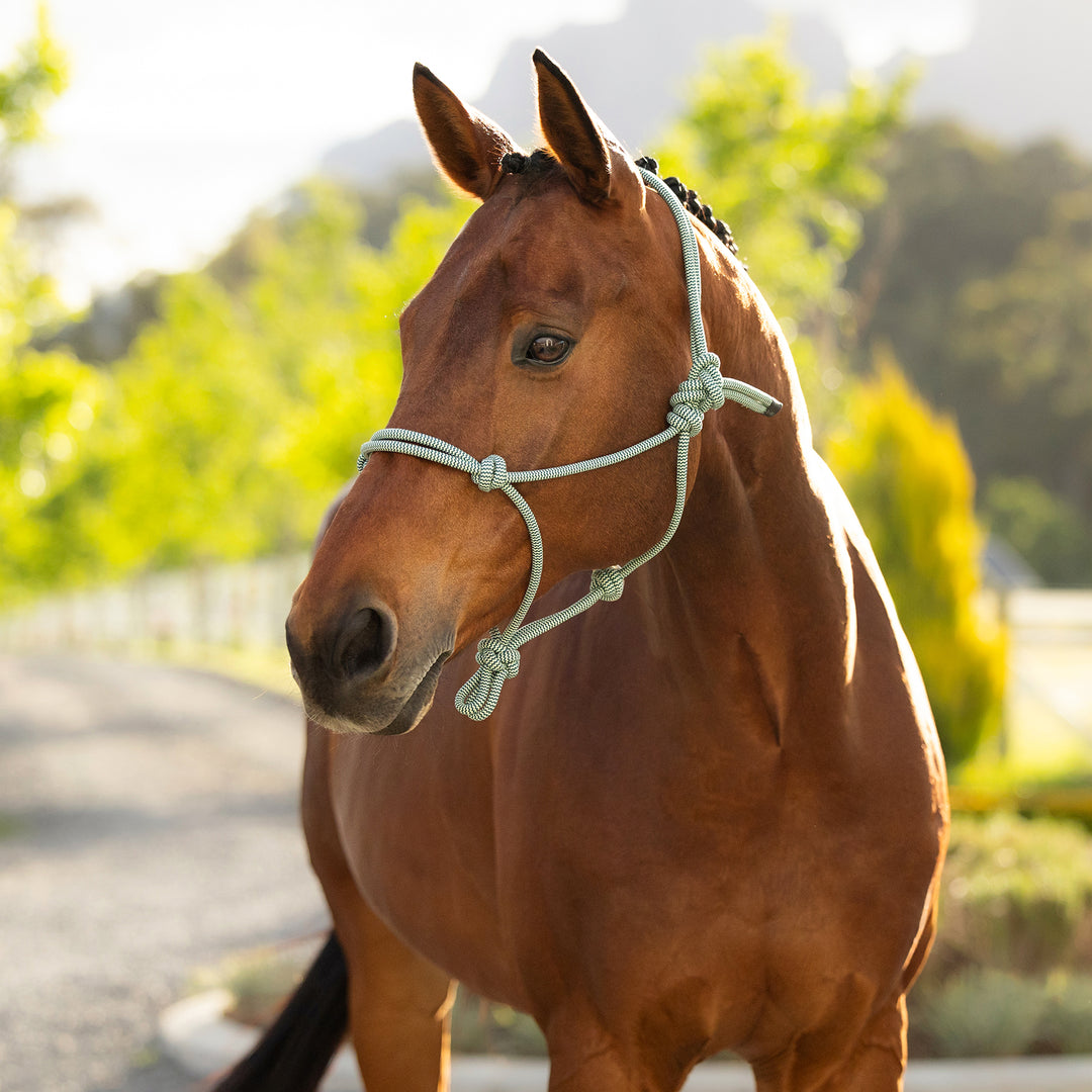 LeMieux Rope Halter - Macaron
