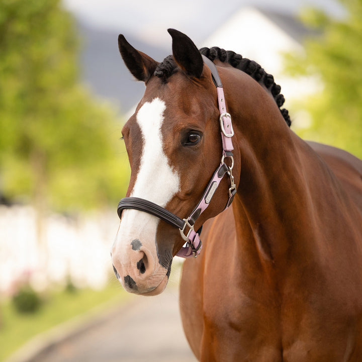 LeMieux Capella Headcollar - Fondant