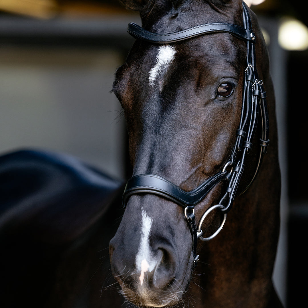 LeMieux Arika Drop Bridle