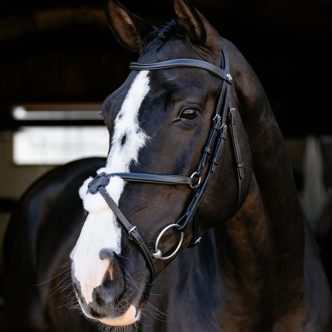 LeMieux Arika Grackle Bridle