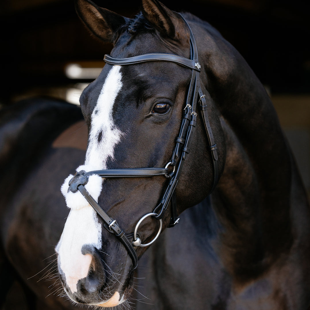LeMieux Arika Grackle Bridle