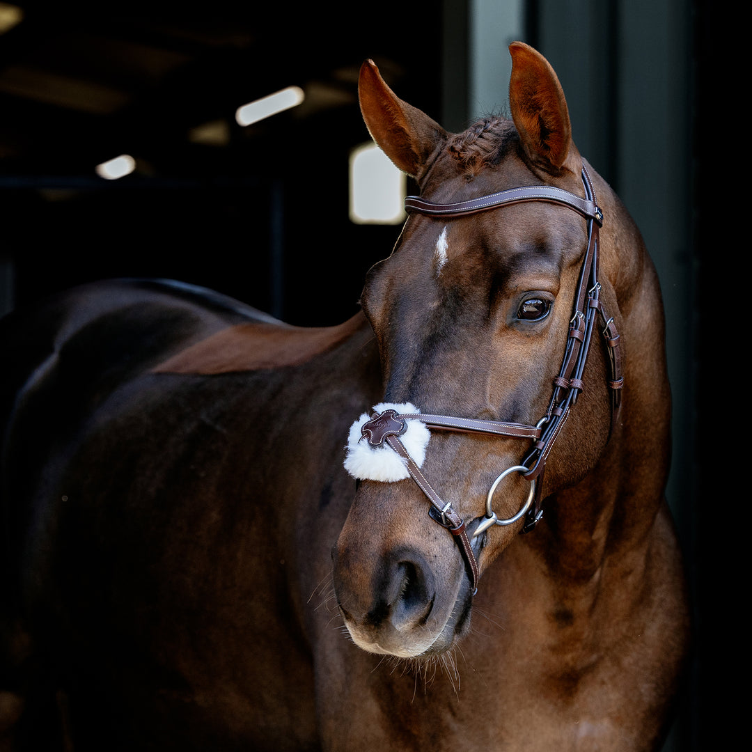 LeMieux Arika Grackle Bridle