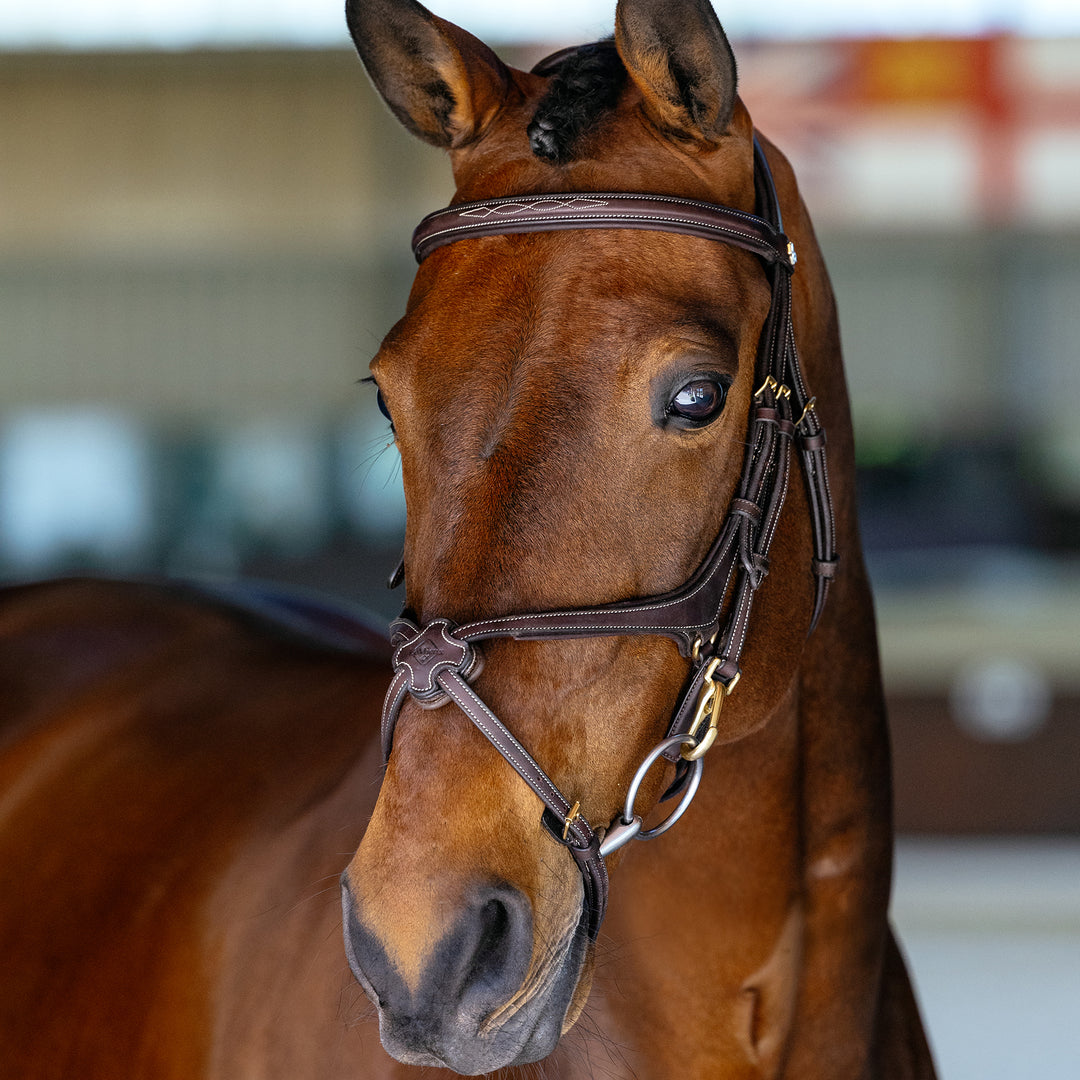 LeMieux Kudos Grackle Work Bridle