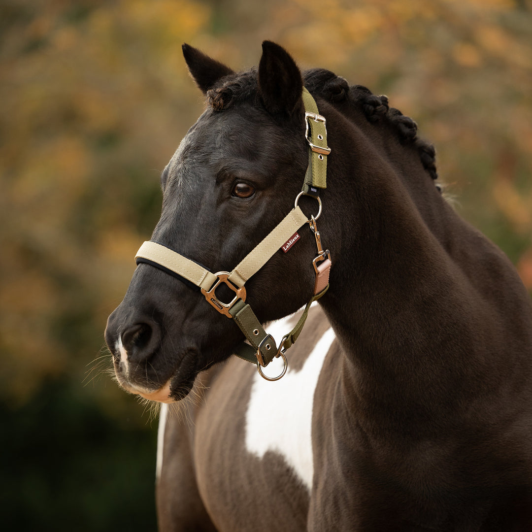 LeMieux Medley Headcollar - Gooseberry/Pear/Petal