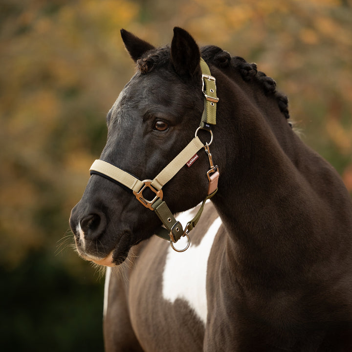 LeMieux Medley Headcollar - Gooseberry/Pear/Petal
