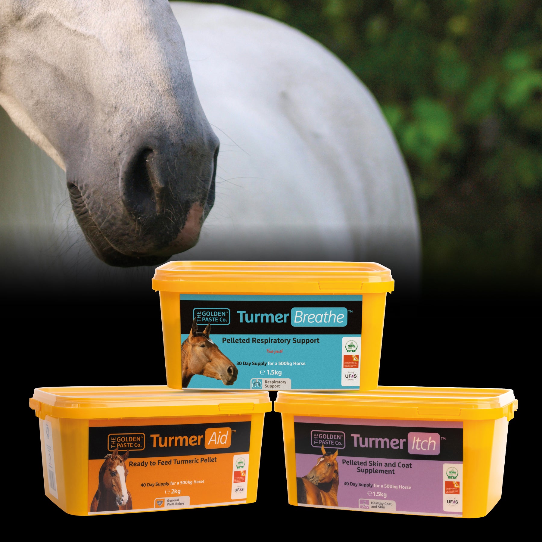 Horse with The Golden Paste Co equine supplements