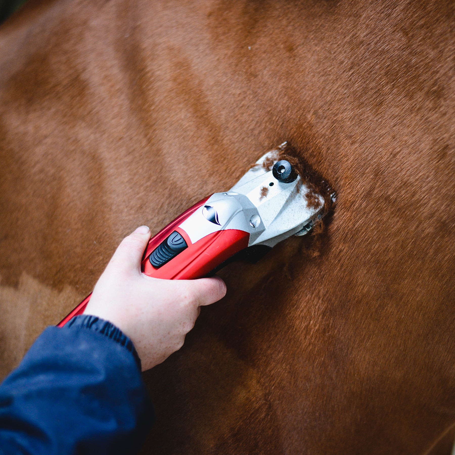 Liveryman Black Beauty Clipper