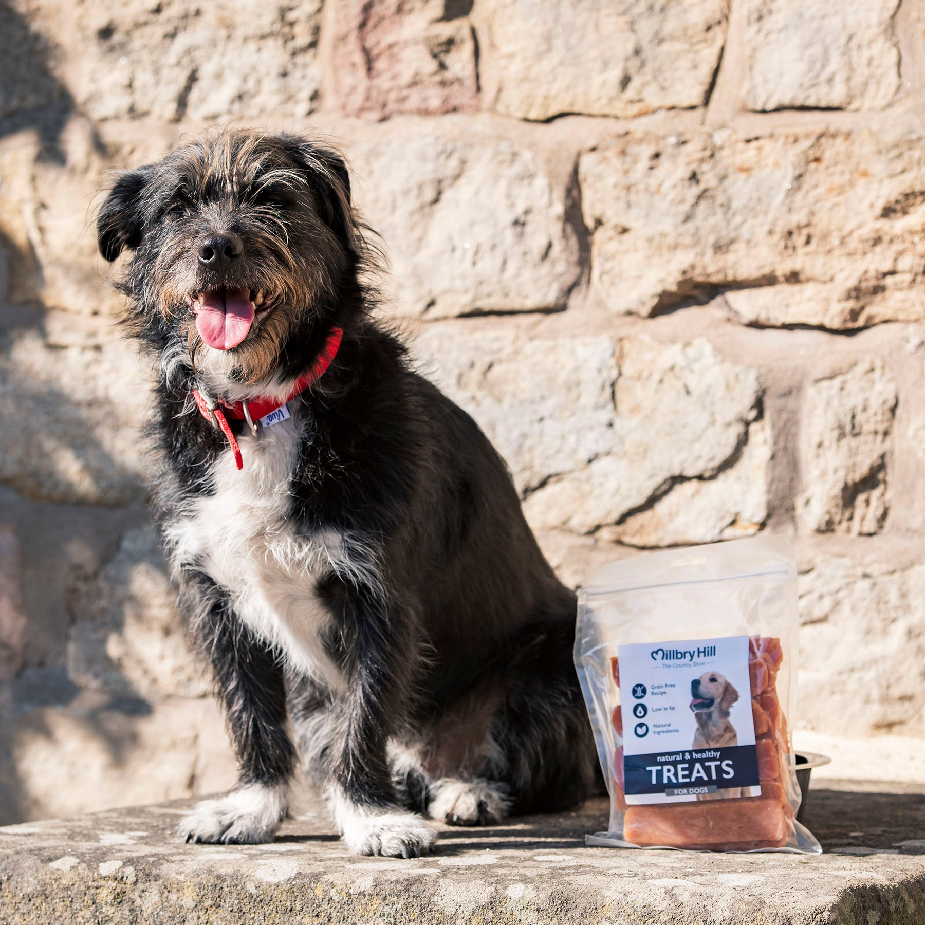 Dog with Millbry Hill dog treats