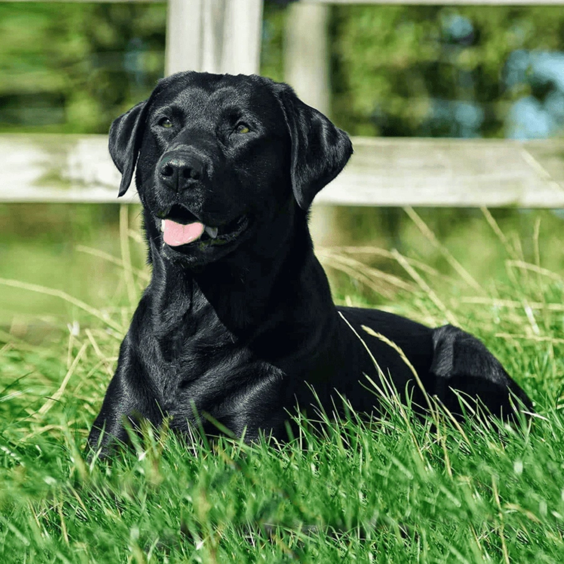 Black Labrador lying in the grass