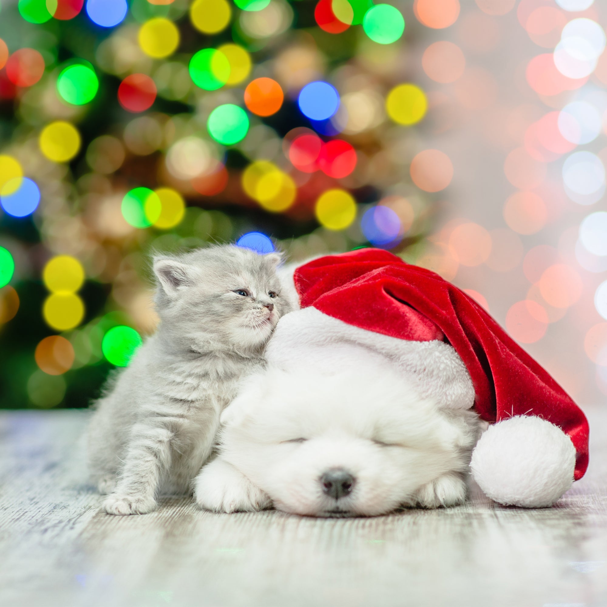 Kitten & Puppy at Christmas