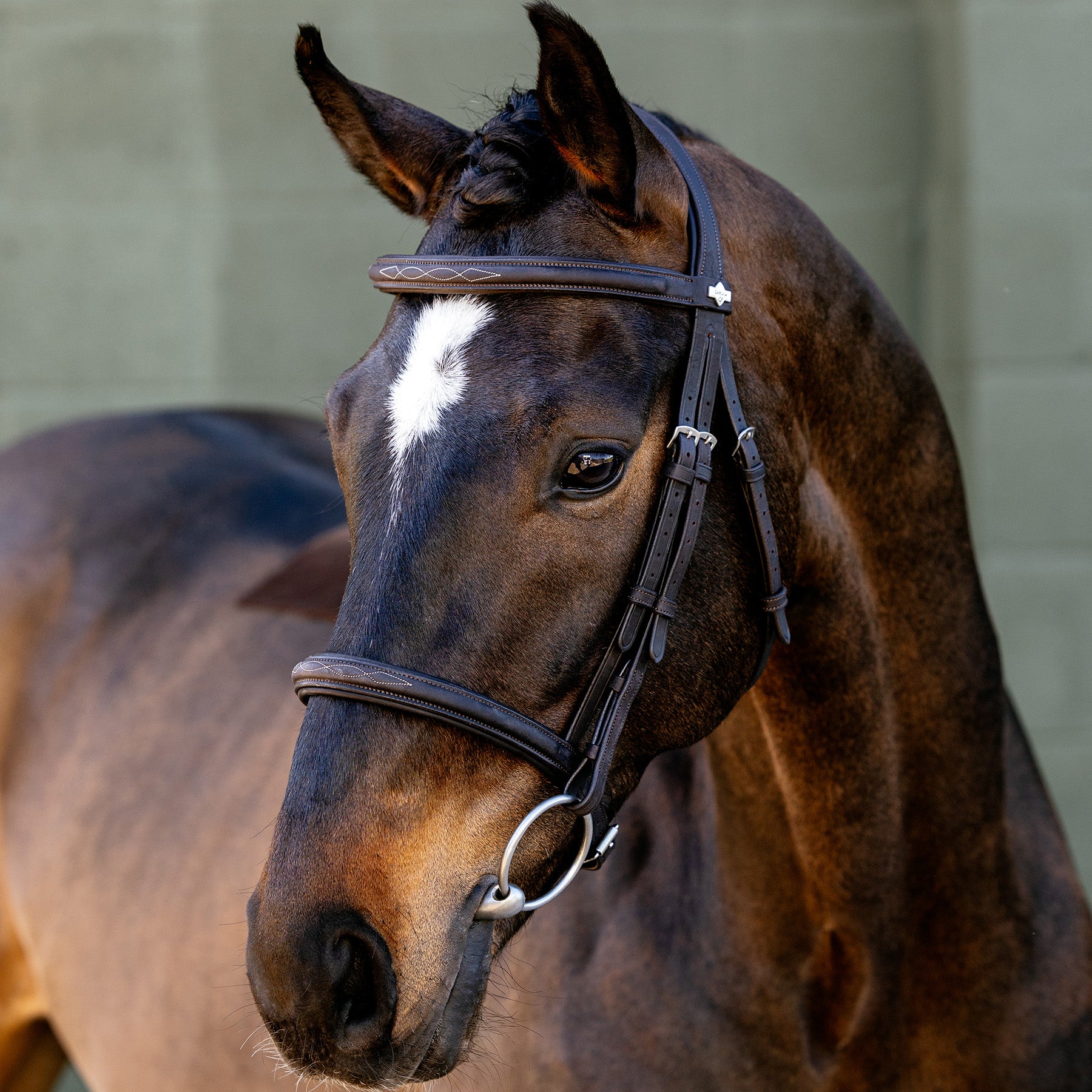 Horse wearing LeMieux Classique bridle