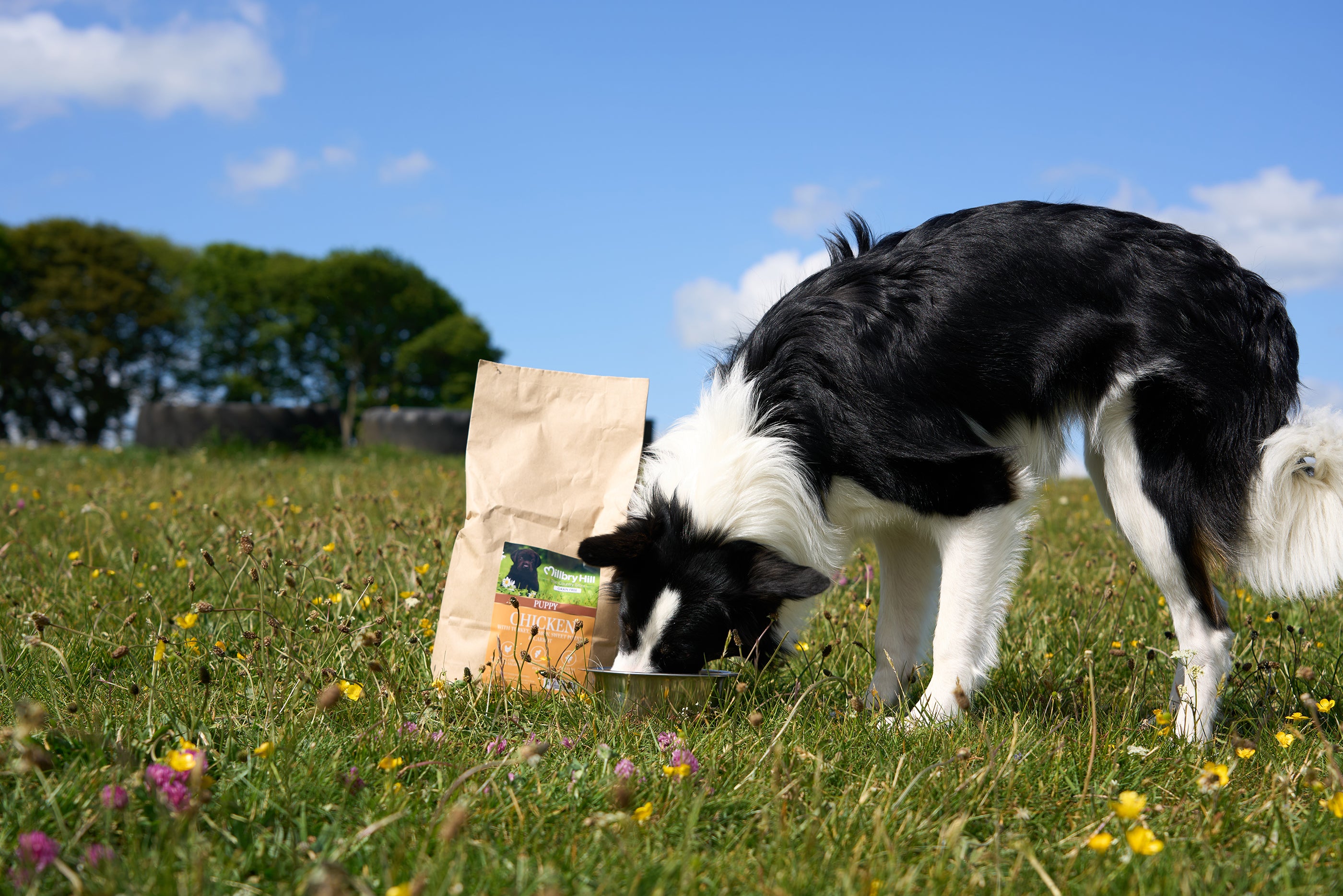 Collie Dog eating Millbry Hill Dog Food, in a grassy field with blue sky in the background