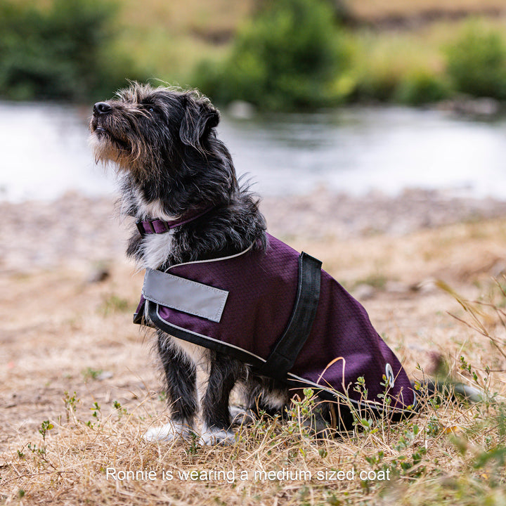 A small black and white dog sitting on dry grass by a river wearing a dark purple dog coat with reflective gray trim. The text at the bottom reads 'Ronnie is wearing a medium sized coat'.