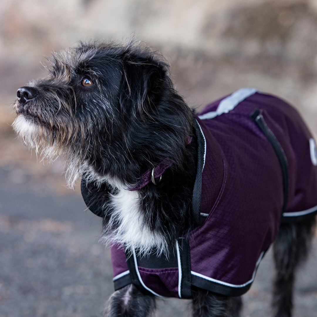 Millbry Hill 50g Dog Coat