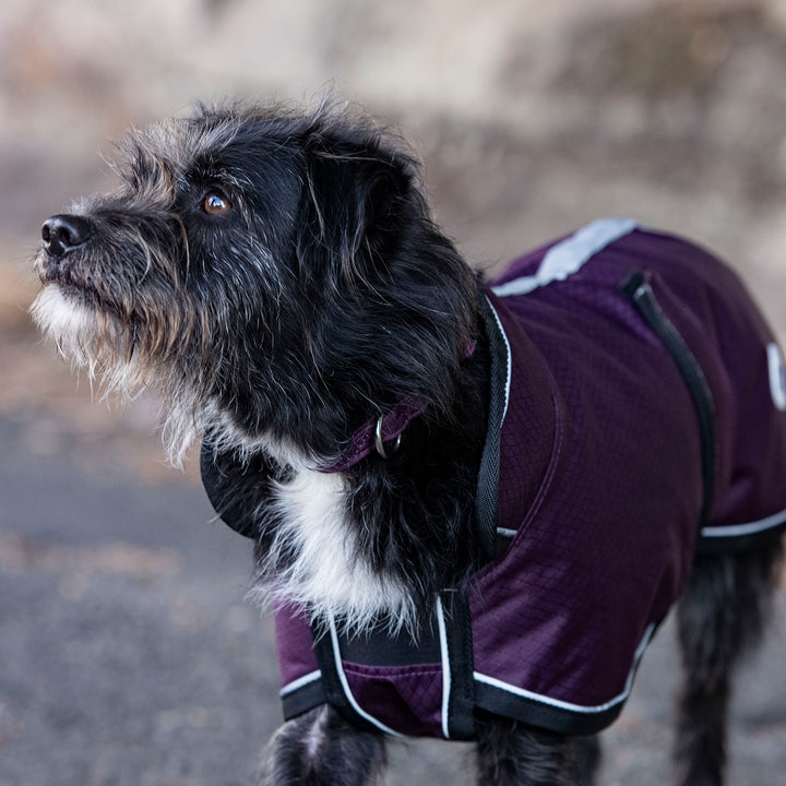 Millbry Hill 50g Dog Coat