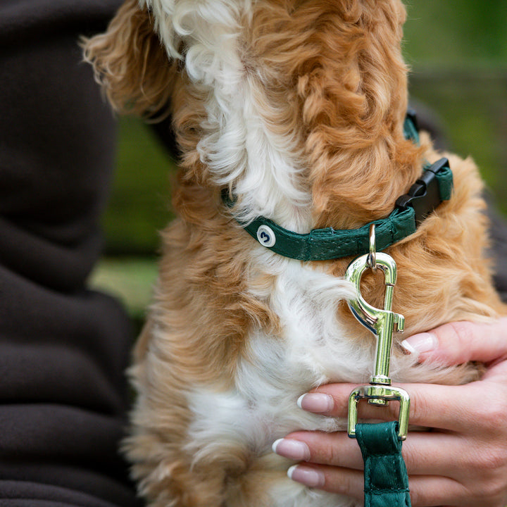 Millbry Hill Dog Collar & Lead Set