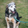 Millbry Hill Dog Collar & Lead Set
