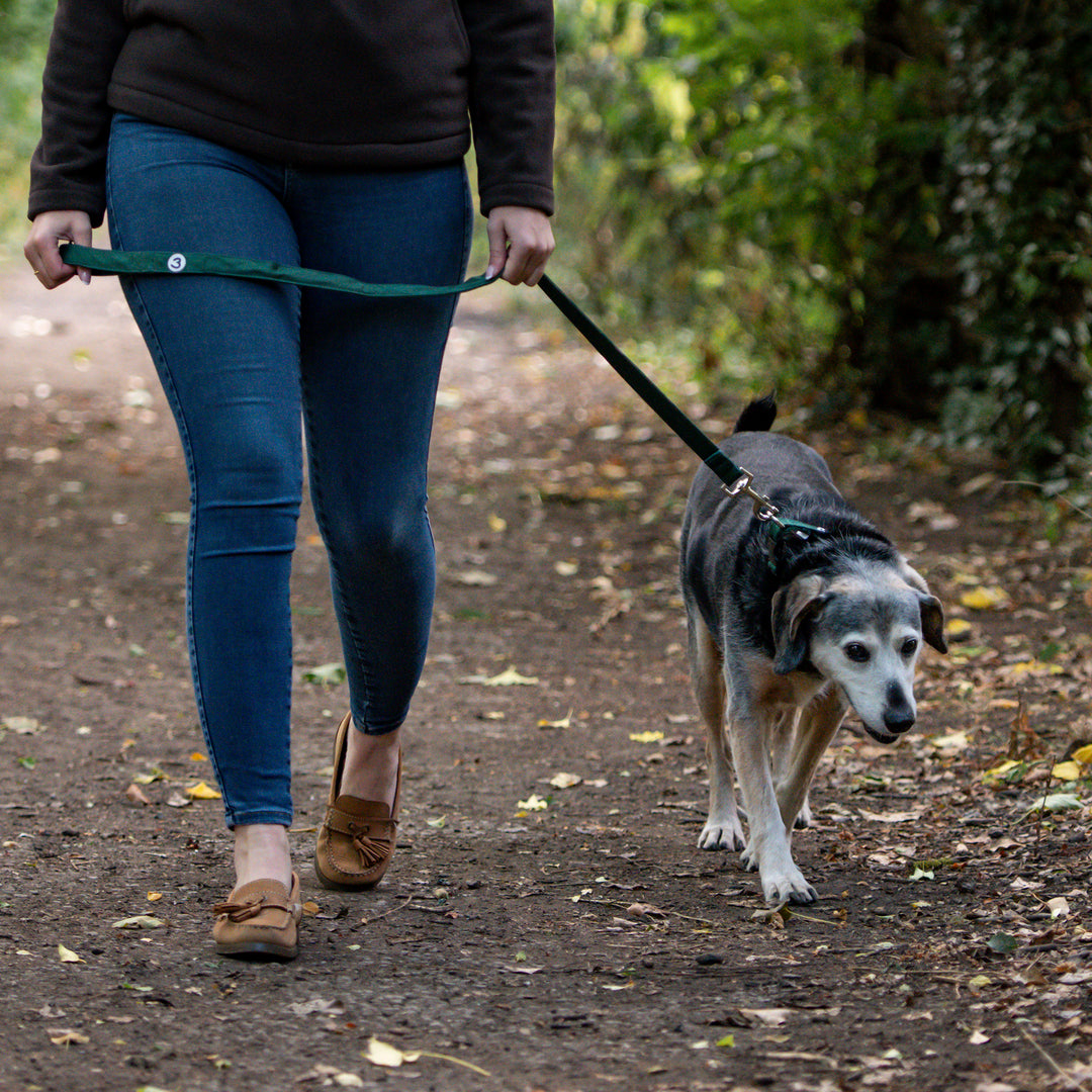 Millbry Hill Dog Collar & Lead Set