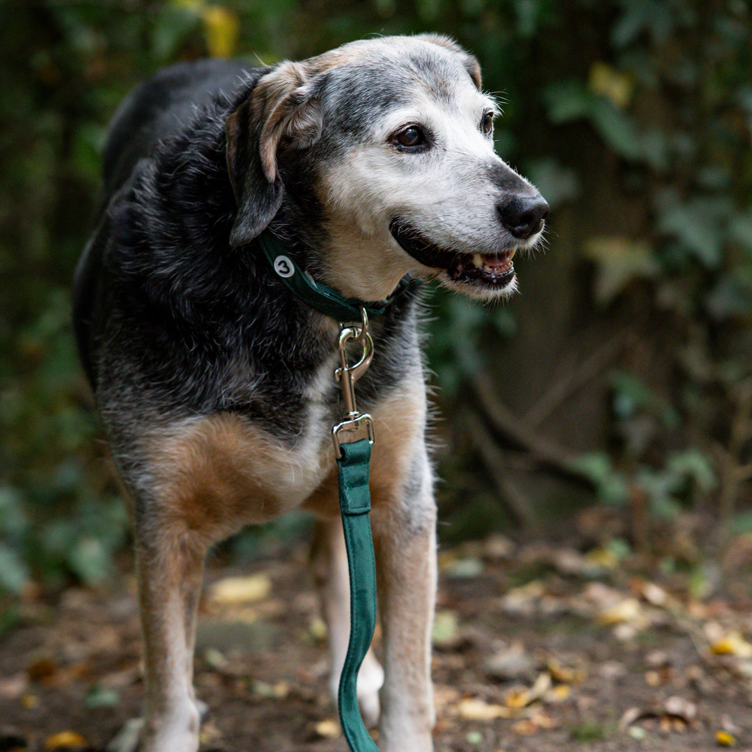 Millbry Hill Dog Collar & Lead Set
