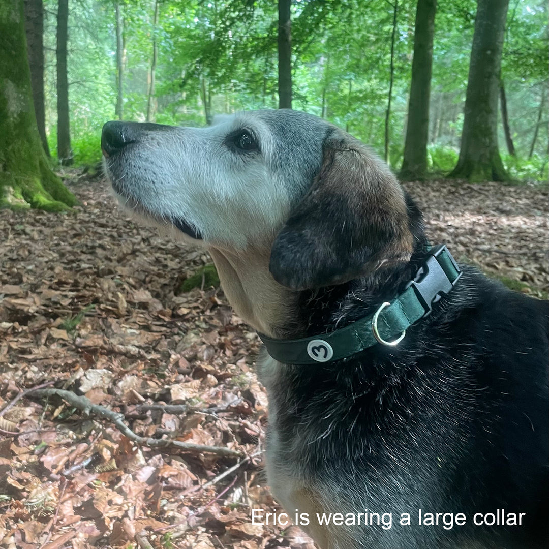Millbry Hill Dog Collar & Lead Set